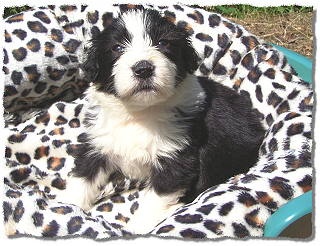 Klein-Uschika, 3 Wochen alt