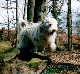 Jumping Snert