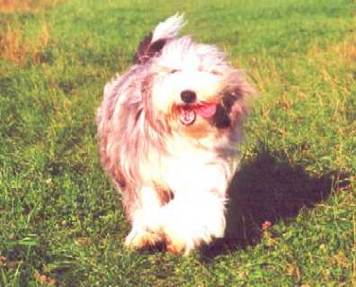 Tessy