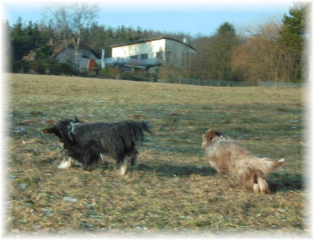 Tomte und Kayleigh auf der Jagd