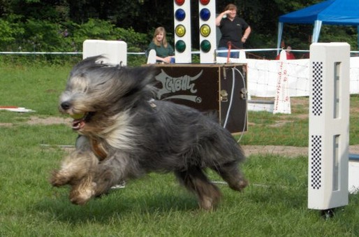 Mit wehenden Ohren ins Ziel