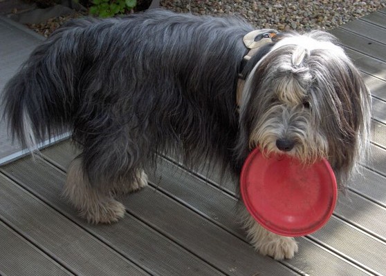 Tomlin, der Sportfreak