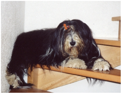 Und wieder: Tomte auf der Treppe, ca 5,5 Jahre sp&auml;ter