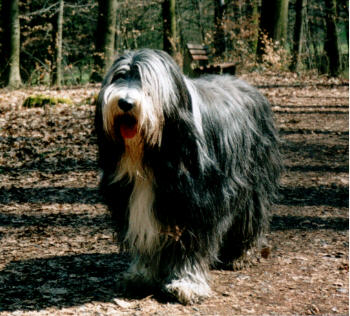 Tomte beim Spaziergang