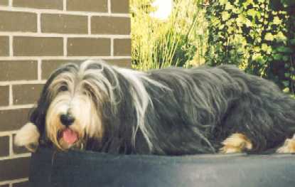 Tomte auf ihrem 'Thron'