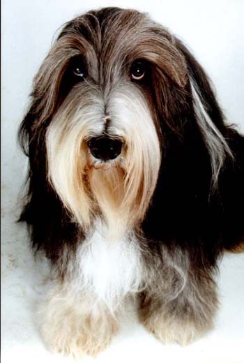 Tomte mit Dackelblick