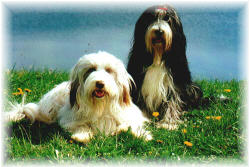 Traumhunde