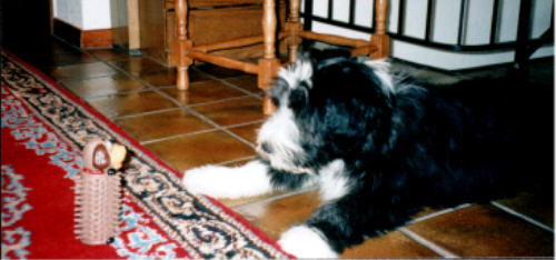 Klein-Tomte im Kampf mit dem Gummihund