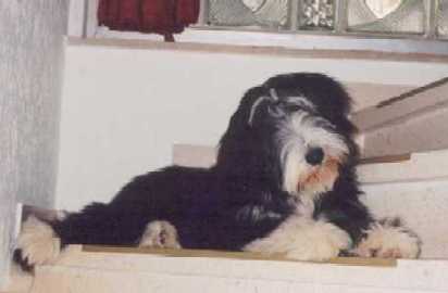 Tomte auf der Treppe