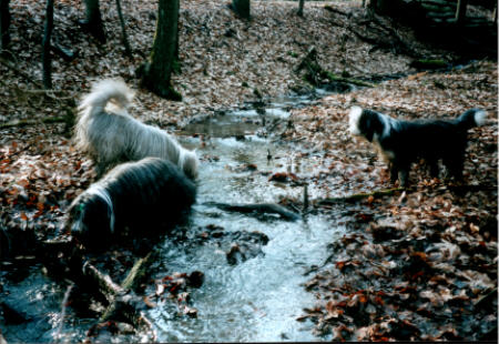 Waldbachpanorama
