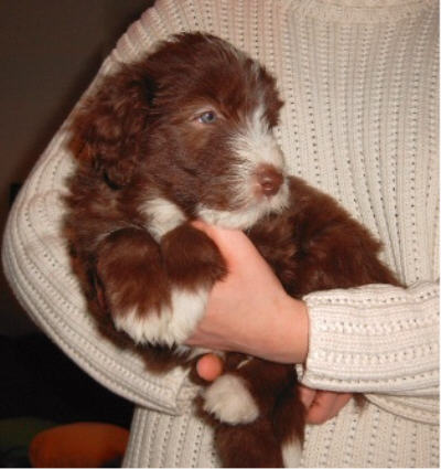 Wo kommt das V&ouml;gelchen