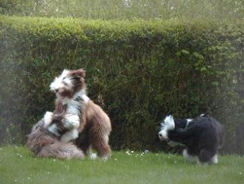 wildes Spielen inklusive...