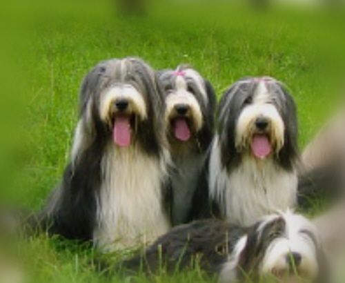 Leann, Yuma und Bruder Leader, August 2005