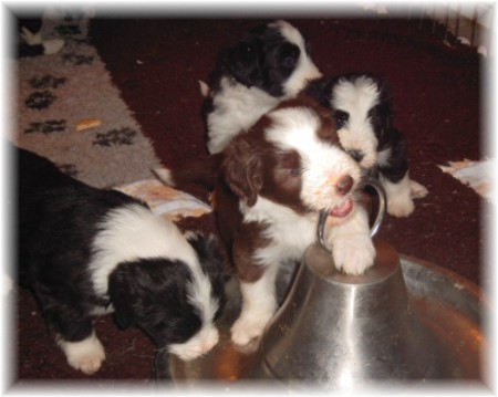 Die Babies mit 5 Wochen